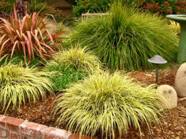 The Mountain Gardener | Ornamental Grasses in the Garden grasses