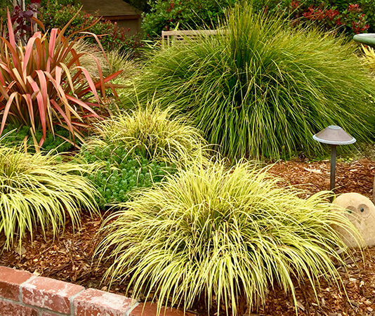 The Mountain Gardener | Ornamental Grasses in the Garden grasses