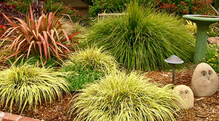 The Mountain Gardener | Ornamental Grasses in the Garden grasses