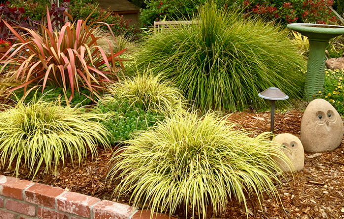 grasses
