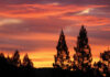 The Mountain Gardener | Lessons from the Garden redwood sunset