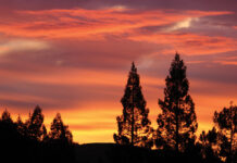 The Mountain Gardener | Lessons from the Garden redwood sunset