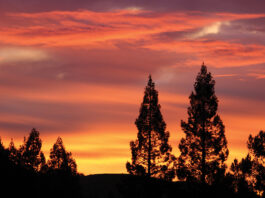 The Mountain Gardener | Lessons from the Garden redwood sunset