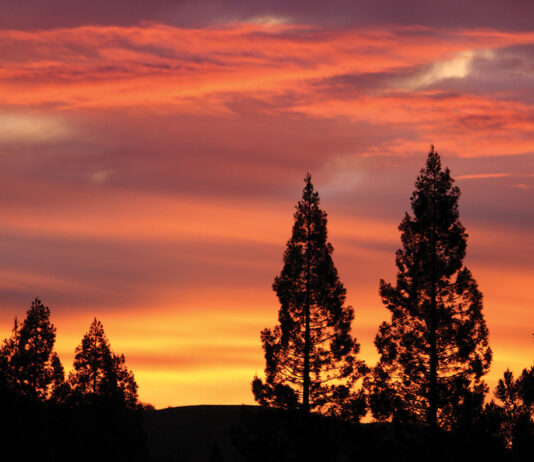The Mountain Gardener | Lessons from the Garden redwood sunset