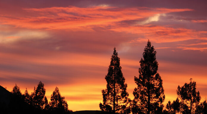The Mountain Gardener | Lessons from the Garden redwood sunset
