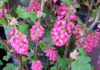 The Mountain Gardener | Fall, the Best Time to Plant California Natives Pink flowering currants