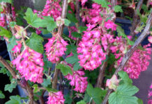 The Mountain Gardener | Fall, the Best Time to Plant California Natives Pink flowering currants