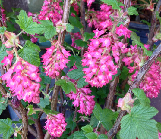 The Mountain Gardener | Fall, the Best Time to Plant California Natives Pink flowering currants