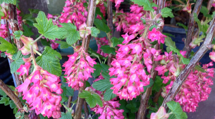 The Mountain Gardener | Fall, the Best Time to Plant California Natives Pink flowering currants