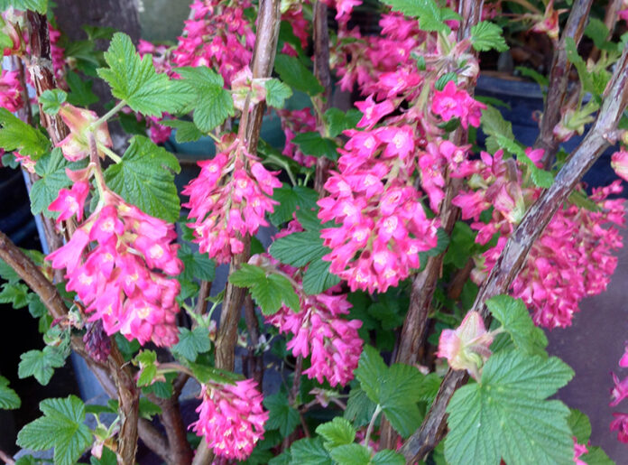 TMG ribes_sanguineum_King_EdwardVII Pink flowering currants